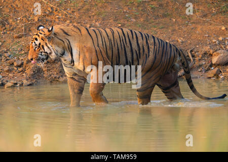 Erwachsene männliche Bengal Tiger (Panthera tigris tigris) in Tadoba-Andhari Tiger Reserve, Maharashtra, Indien. Diese dominante Männchen ist T-54 oder Chota Matka Stockfoto
