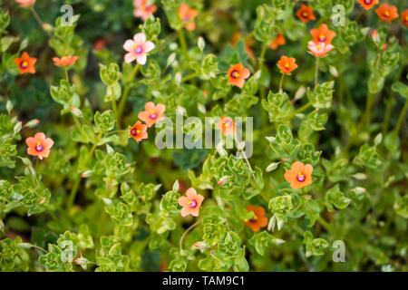 Scarlet Pimpernel (Anagallis arvensis) Blüte Stockfoto