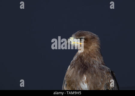 Schwarzer Milan (MILVUS MIGRANS) Raptor/Raubvogel. Plain dunkelblauen Hintergrund Stockfoto