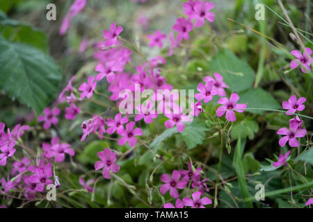 Kriechenden Phlox (Phlox stolonifera), Blume Stockfoto