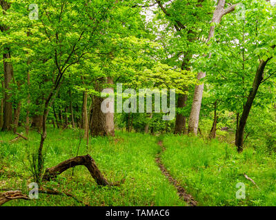 Durch Laubwald Trail im Frühjahr. Thatcher Wald erhalten, Cook County, Illinois. Stockfoto