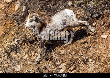 In entlegenen Yukon Territorium des nördlichen Kanada, einem jungen Mann's Stone Schaf geht hinunter eine unbefestigte Piste eng mit seiner camoflauged Fell gefärbt. Stockfoto