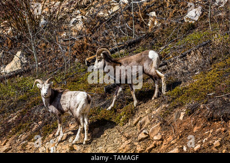 Zwei junge männliche Stein Schafe (evtl. dunklem Fell Dall Schaf) stehend auf einem Hang in der Wildnis des Yukon Territory in Kanada. Stockfoto