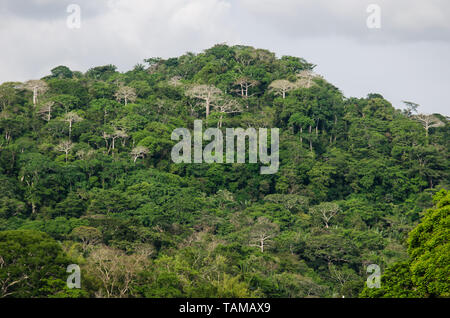 Die üppigen Wald von Soberania Nationalpark entlang der Chagres River Stockfoto