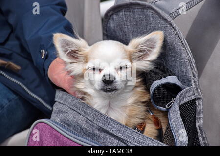 Ein kleiner Chihuahua Hund in ein Louis Vuitton Designer-Tasche am  Flughafen Stockholm-Arlanda in Schweden Reisen Stockfotografie - Alamy