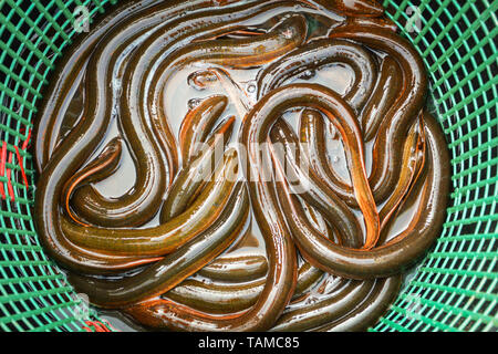 Frische Aale fischen in Korb für den Verkauf auf dem lokalen Markt in Laos. Stockfoto