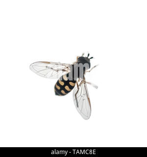 Hoverfly (Syrphus ribesii) ahmt eine Wespe in Form und Farbe auf weißem Hintergrund Stockfoto