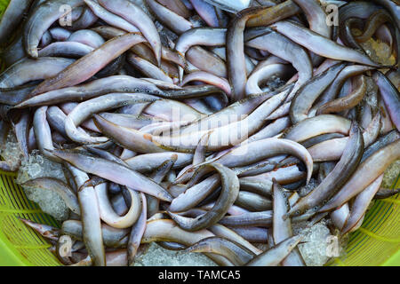 Frische stacheligen Aal Fisch im Warenkorb für den Verkauf auf dem lokalen Markt in Laos. Stockfoto
