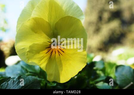 Gelbe pansie Blume, Gelb, Stiefmütterchen, Stiefmütterchen, Pansy Stockfoto
