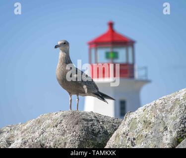 September 5, 2005 - Peggy's Cove, Halifax Regional Municipality, Kanada - grau gesprenkelt Möwe auf den Felsen rund um ikonische Peggy's Point Lighthouse am Ufer des St. Margarets Bay in Nova Scotias Halifax Regional Municipality thront. Credit: Arnold Drapkin/ZUMA Draht/Alamy leben Nachrichten Stockfoto