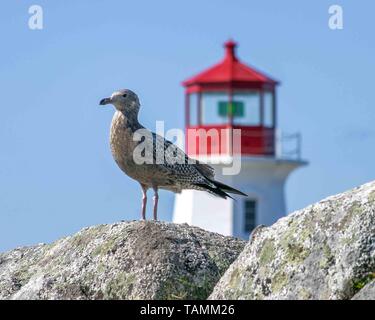 September 5, 2005 - Peggy's Cove, Halifax Regional Municipality, Kanada - grau gesprenkelt Möwe auf den Felsen rund um ikonische Peggy's Point Lighthouse am Ufer des St. Margarets Bay in Nova Scotias Halifax Regional Municipality thront. Credit: Arnold Drapkin/ZUMA Draht/Alamy leben Nachrichten Stockfoto