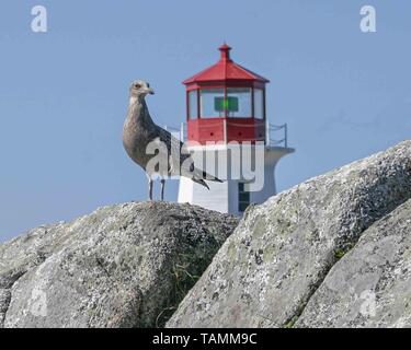 September 5, 2005 - Peggy's Cove, Halifax Regional Municipality, Kanada - grau gesprenkelt Möwe auf den Felsen rund um ikonische Peggy's Point Lighthouse am Ufer des St. Margarets Bay in Nova Scotias Halifax Regional Municipality thront. Credit: Arnold Drapkin/ZUMA Draht/Alamy leben Nachrichten Stockfoto