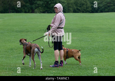 Northampton, Großbritannien. 27. Mai 2019. Ein viel cooler Start in den Tag dann von spät für die Bank Holiday Montag, eine Dame ihre zwei Hunde in Abington Park kleider Wandern für den Rückgang der Temperaturen. Credit: Keith J Smith./Alamy leben Nachrichten Stockfoto