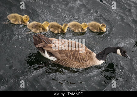 London, Großbritannien. 27. Mai, 2019. UK Wetter: Frisch geschlüpfte Kanadische Gänse Gänschen, um den Fluss in Surrey Quays Docks, Rotherhithe. Credit: Guy Corbishley/Alamy leben Nachrichten Stockfoto