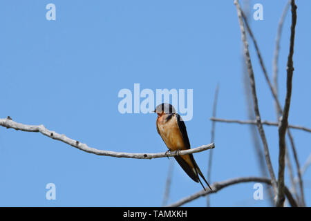 Scheune Vogel oder Hirundo rustica Schlucken auf toten Ast gegen den blauen Himmel thront Stockfoto