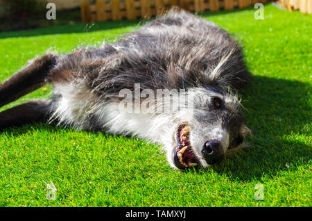 Schwarzer Windhund mit langen Haaren liegen und Spielen auf dem Rasen in der Sonne Stockfoto