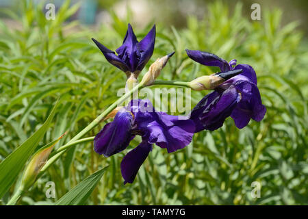 Purple Iris Blumen und Blüten sowie deren Knospen am Stamm blühen in den grünen Garten Stockfoto