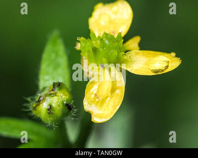 Eine Makroaufnahme von kleinen verflucht Hahnenfuß-Blumen, Ranunculus sceleratus, blühen in einem kleinen japanischen Feuchtgebiet in zentralen Kanagawa. Stockfoto