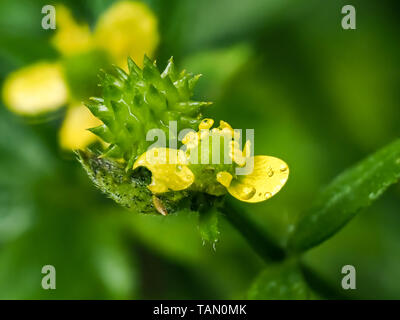 Eine Makroaufnahme von kleinen verflucht Hahnenfuß-Blumen, Ranunculus sceleratus, blühen in einem kleinen japanischen Feuchtgebiet in zentralen Kanagawa. Stockfoto