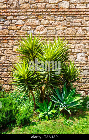 Palm Tree vor der alten Mauer Stockfoto