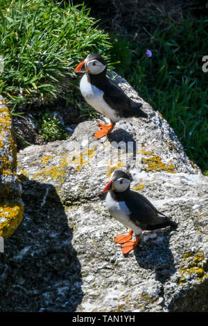 Embargo auf 0001 Dienstag, 28. Mai Papageientaucher bleiben in der Nähe ihrer Höhlen unter den Felswänden auf Lundy Island in den Bristol Channel, vor der Küste von Devon, wo eine Studie unter der Leitung von der RSPB, hat ergeben, daß insgesamt seabird Zahlen auf der Insel in den letzten 15 Jahren auf über 21.000 Vögel verdreifacht hat. Stockfoto