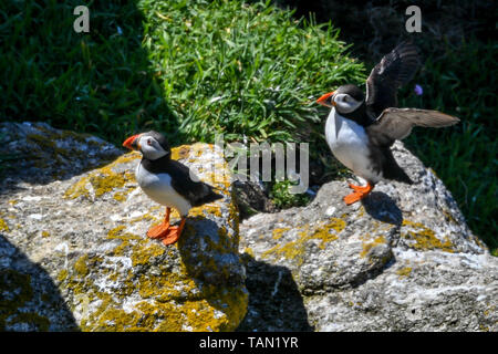 Embargo auf 0001 Dienstag, 28. Mai Papageientaucher bleiben in der Nähe ihrer Höhlen unter den Felswänden auf Lundy Island in den Bristol Channel, vor der Küste von Devon, wo eine Studie unter der Leitung von der RSPB, hat ergeben, daß insgesamt seabird Zahlen auf der Insel in den letzten 15 Jahren auf über 21.000 Vögel verdreifacht hat. Stockfoto