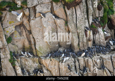 Auf 0001 Dienstag, 28. Mai Trottellummen Nest auf einer Klippe Kanten auf Lundy Island in den Bristol Channel verhangen, vor der Küste von Devon, wo eine Studie unter der Leitung von der RSPB, hat ergeben, daß insgesamt seabird Zahlen auf der Insel in den letzten 15 Jahren auf über 21.000 Vögel verdreifacht hat. Stockfoto