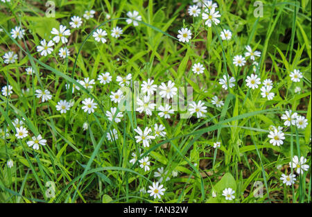 Weiß Butterblumen blühen unter dem Gras im Wald Stockfoto