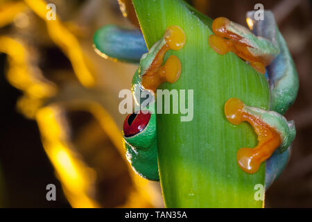 Red Eyed Tree Frog der Frosch, der sich hinter dem grünen Blatt, zeigt sie ein Rotes großes Auge und Kamera Stockfoto