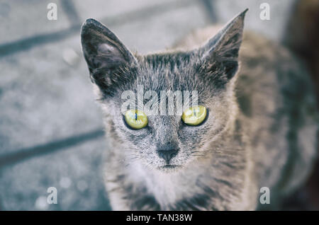 Porträt von alien Katze mit gelben Augen Stockfoto