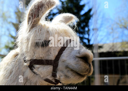 Nahaufnahme, Porträt einer weißen Lama, Lama glama stehen im Feld an einem schönen Tag mit blauem Himmel. Flache Freiheitsgrad. Stockfoto