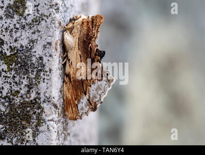 Ptilodon cucullina, Ahorn Prominente Motten an der Wand. Europa. Stockfoto