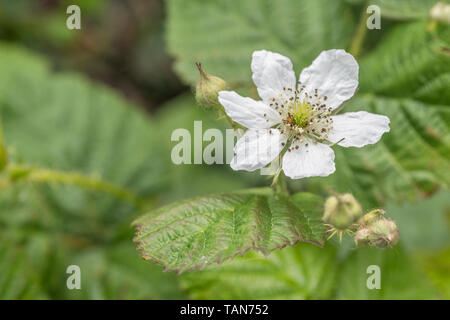 Makro Nahaufnahme der Einsame weiße Blume von Bramble/Rubus fruticosus. Metapher Brombeeren als Nahrung. Stockfoto