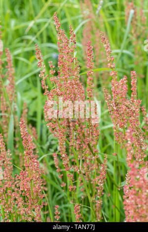 Blühende gemeinsame Sorrel/Rumex acetosa wächst wild in einer Hecke aus Cornwall. Hat säure Verkostung Blätter - Futter- und Essbereich auf der wilden Konzept. Stockfoto