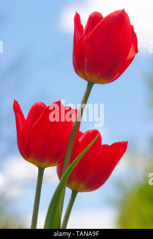 Rote Tulpen und blauer Himmel ganz nah Stockfoto