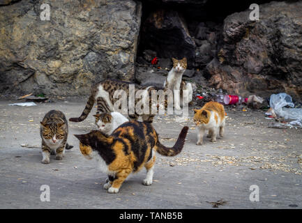 Hungrig und müde Alley Cats im Müll Stockfoto