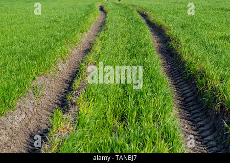 Traktor Trail auf der grünen Wiese Stockfoto