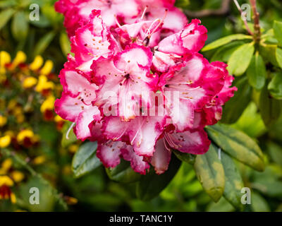 Rot und Rosa fransen Azalee Blumen blühen entlang einer Hecke entlang einer japanischen Apartment Complex. Stockfoto