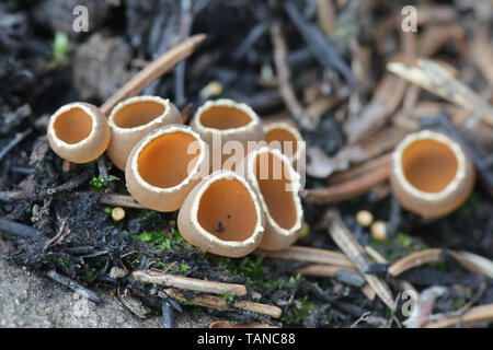 Geopyxis carbonaria, wie die Holzkohle liebevolle elf-Cup, Zwerg acorn Cup bekannt, Gestielten bonfire Schale oder pixie Schale Stockfoto