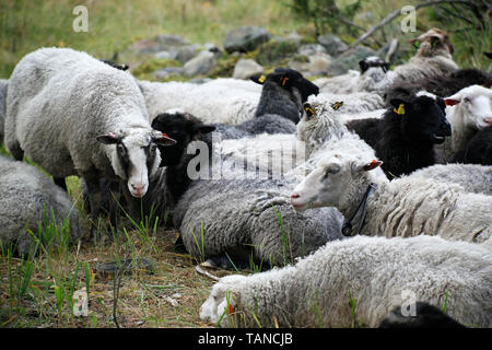 Schafherde in einem Wald Weide in Finnland Stockfoto
