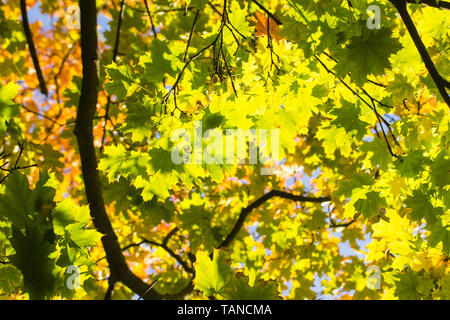 Blätter mit Hintergrundbeleuchtung in Mannheim, Deutschland Stockfoto