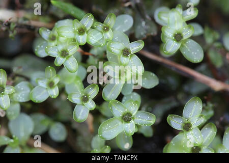 Rhizomnium punctatum, bekannt als gepunktete Thymian - Moos oder roten Cent Moss Stockfoto