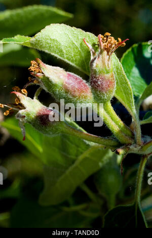 Apple mit Fasciation Stockfoto