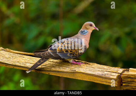 Gefleckte Taube, Spilopelia chinensis, Sattal, Uttarakhand, Indien. Stockfoto