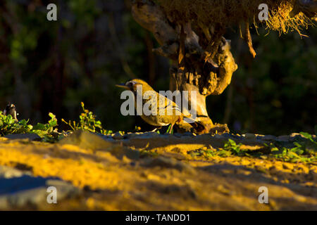 Rufous, dass laughingthrush, Garrulax rufogularis, Sattal, Uttarakhand, Indien. Stockfoto