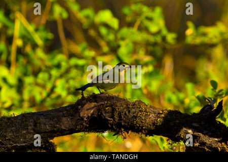 Red billed leiothrix, Leiothrix lutea, Sattal, Uttarakhand, Indien. Stockfoto