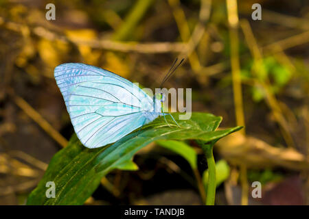 Blass Wanderer, Pareronia Avatar, Namdapha Tiger Reserve, Arunachal Pradesh, Indien. Stockfoto