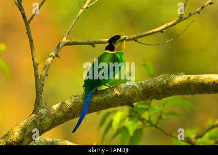 Long-tail Broadbill, Psarisomus dalhousiae, Sattal, Uttarakhand, Indien. Stockfoto