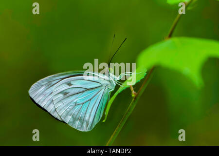 Gemeinsame Wanderer, Pareronia Valeria, Konkan, Goa, Indien. Stockfoto