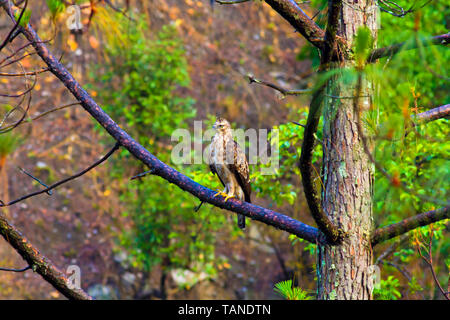 Austauschbare hawk - Adler oder Crested hawk - Adler, Nisaetus cirrhatus, Chaffi, Uttarakhand, Indien. Stockfoto